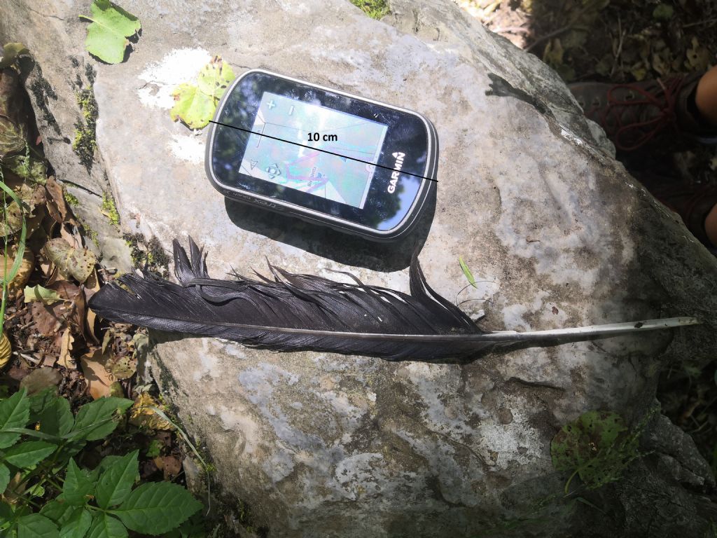 Identificazione penna (Gracchio corallino?)