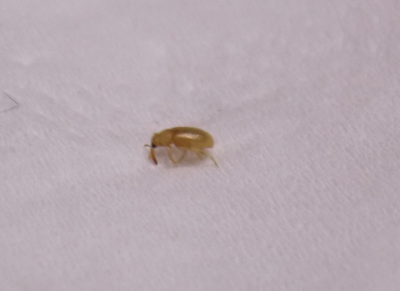 Derelomus piriformis (cf.)
