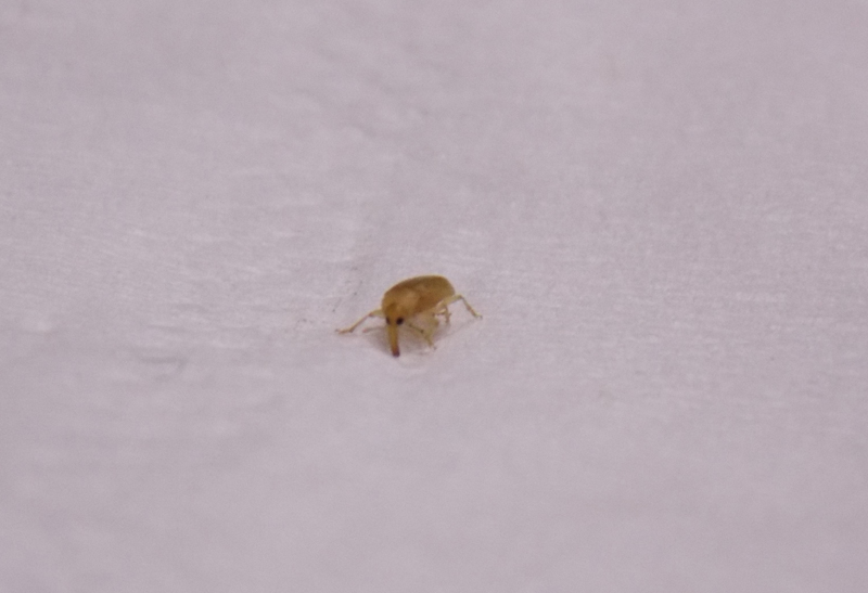 Derelomus piriformis (cf.)