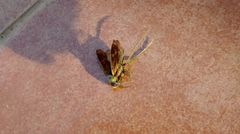 Notonectidae: Notonecta sp.