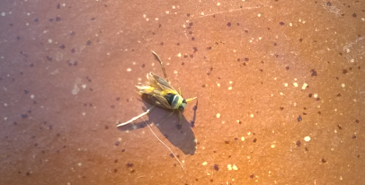Notonectidae: Notonecta sp.