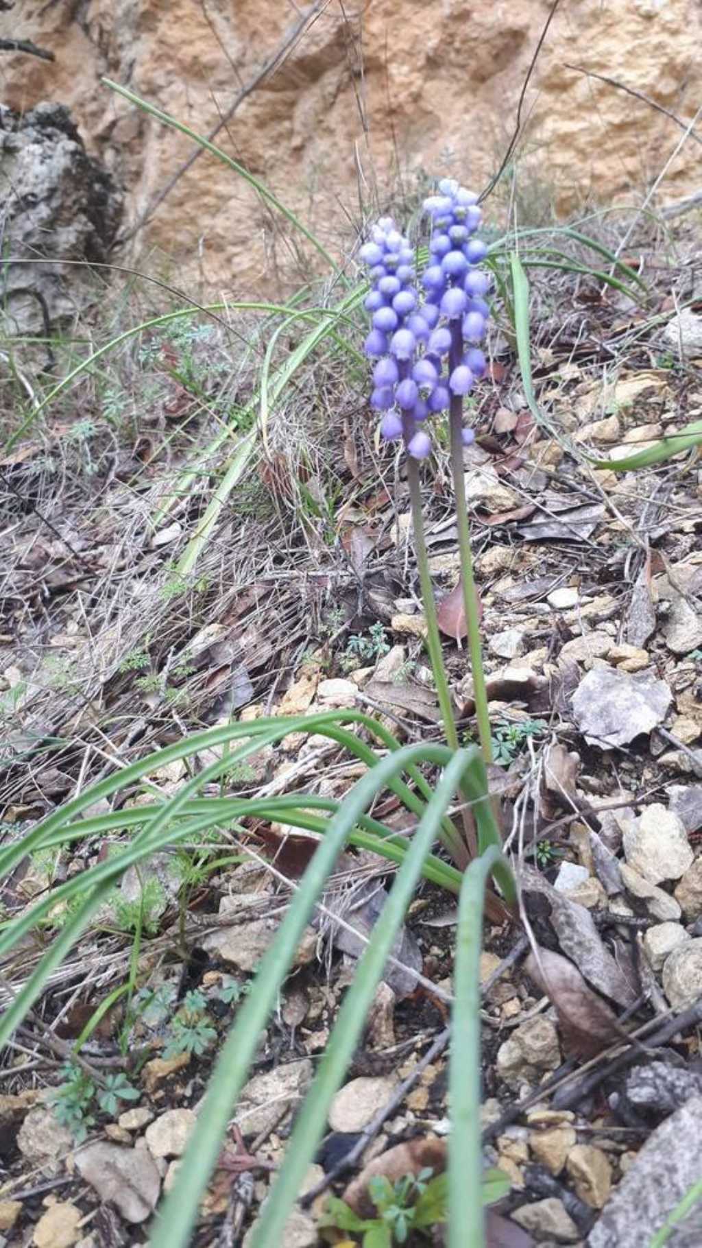 Erythronium dens-canis - Muscari botryoides subsp. longifolium - Scilla bifolia