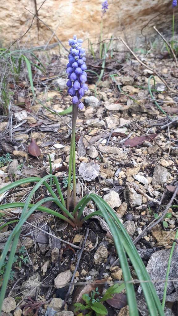 Erythronium dens-canis - Muscari botryoides subsp. longifolium - Scilla bifolia