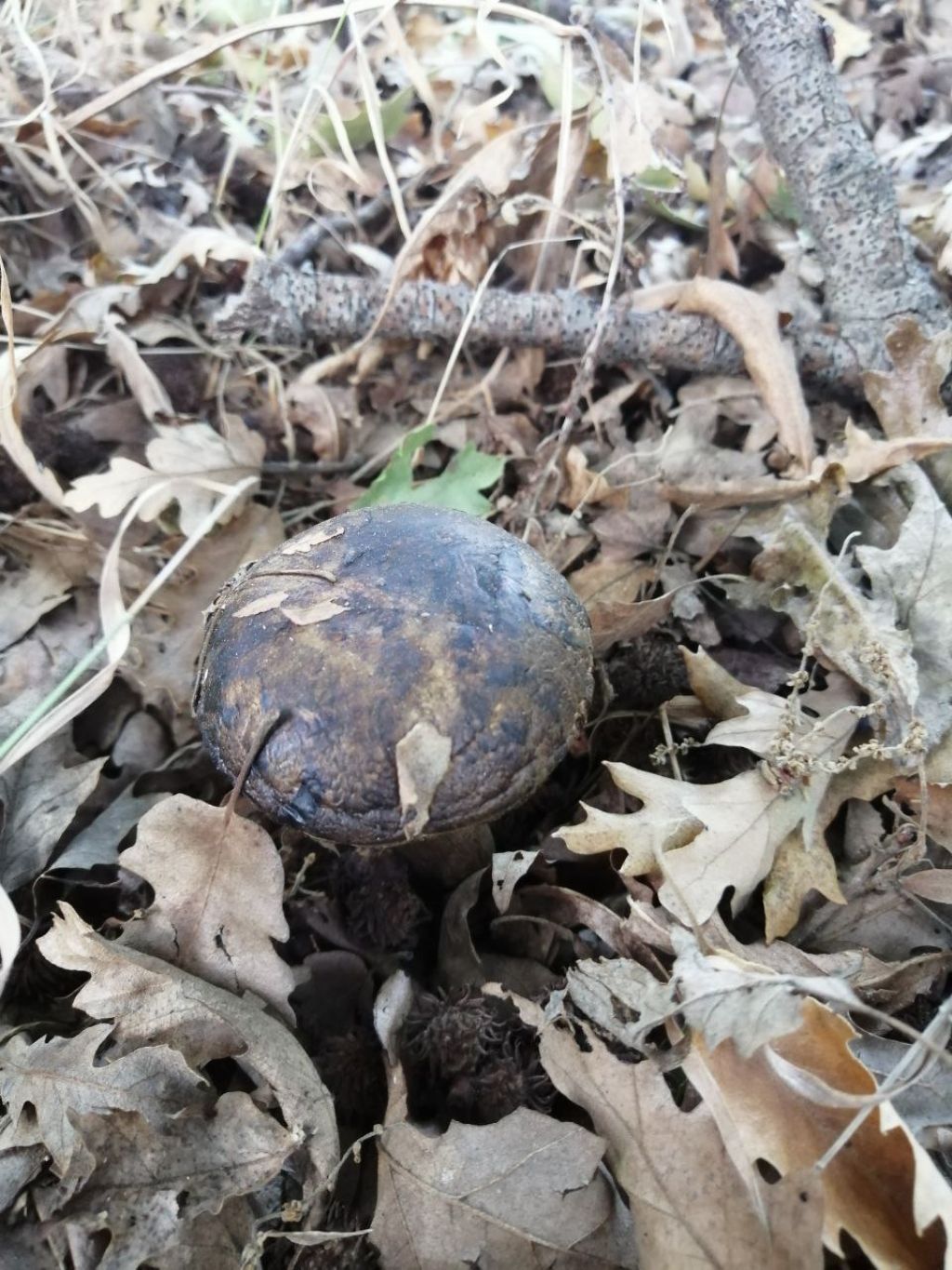 Funghi da ID!