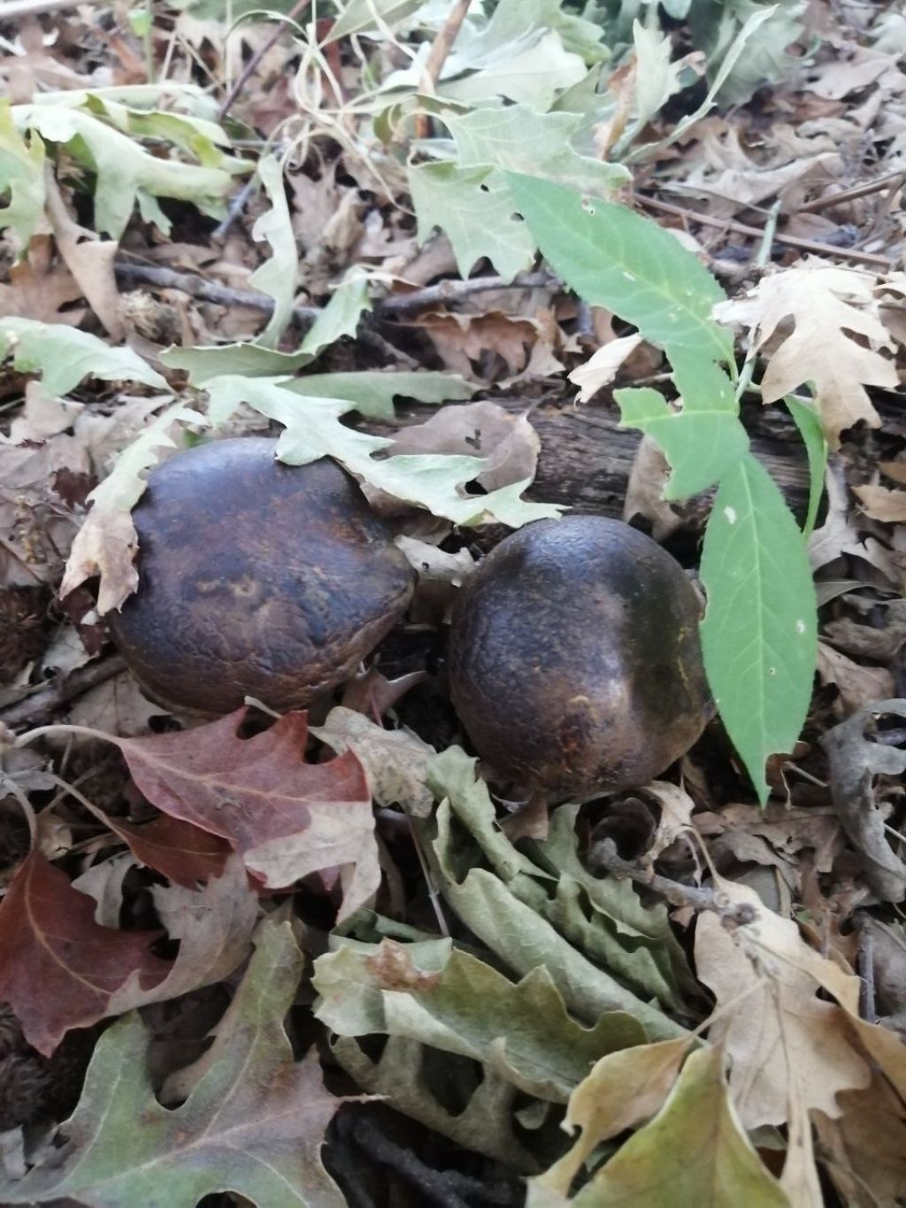 Funghi da ID!