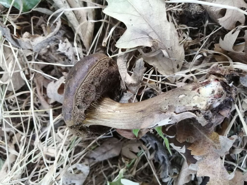 Funghi da ID!
