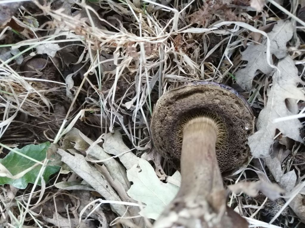 Funghi da ID!