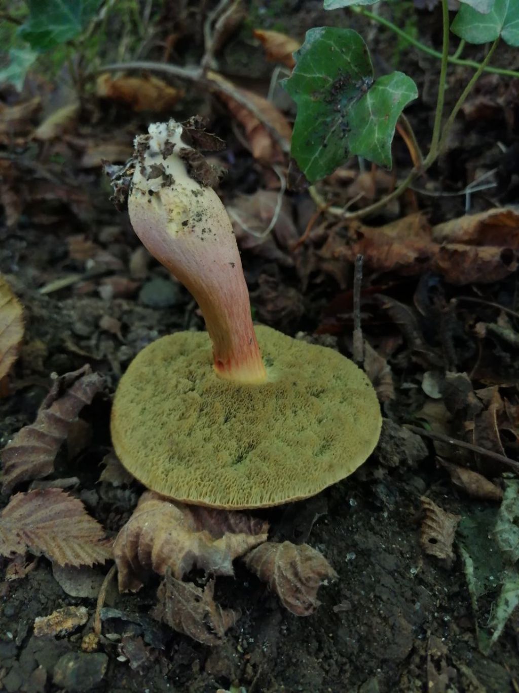 Funghi da ID (forse Xerocomus?)