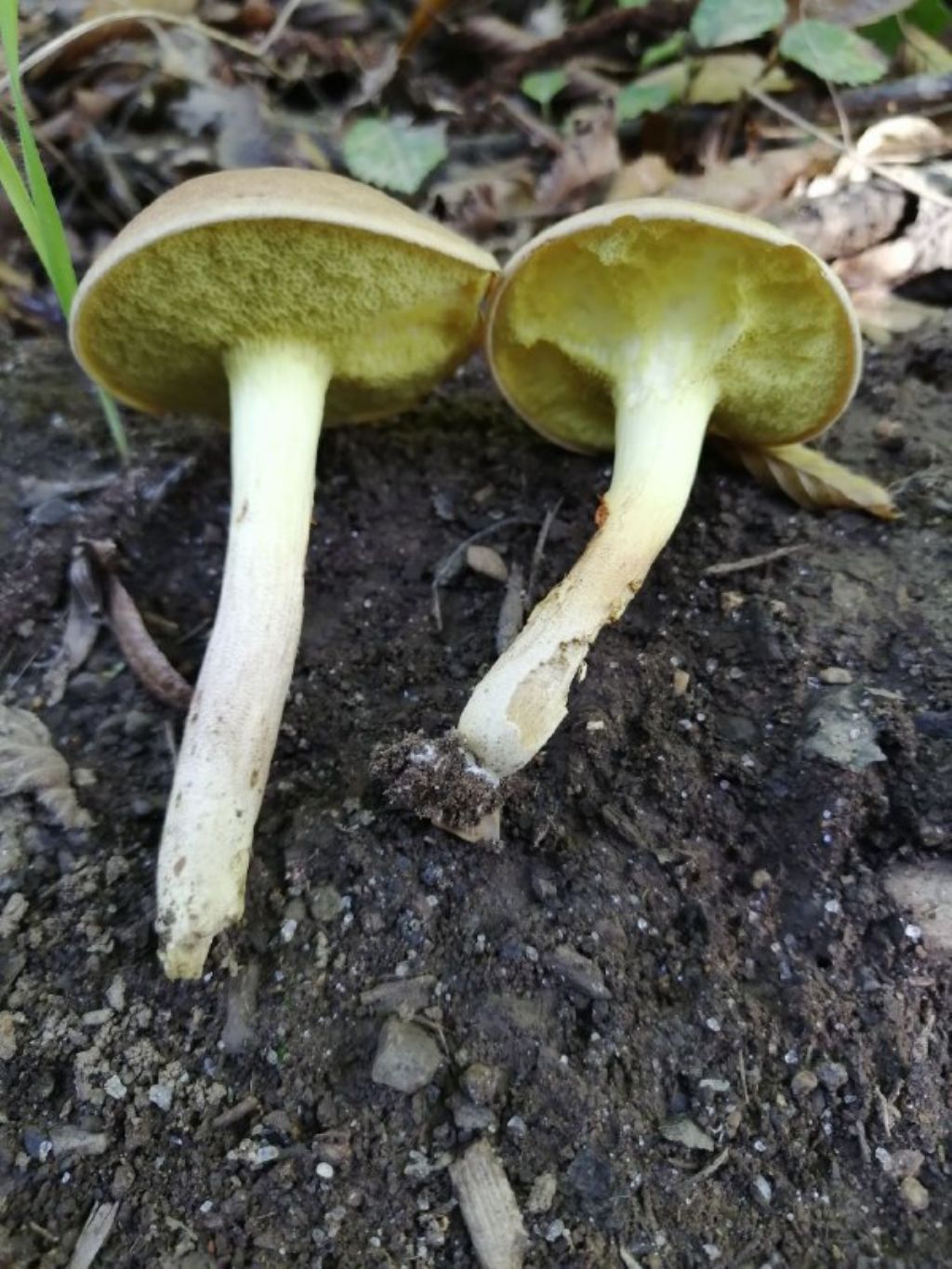 Funghi da ID (forse Xerocomus?)