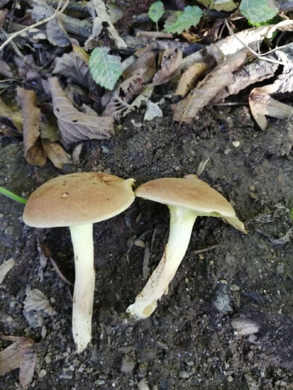 Funghi da ID (forse Xerocomus?)