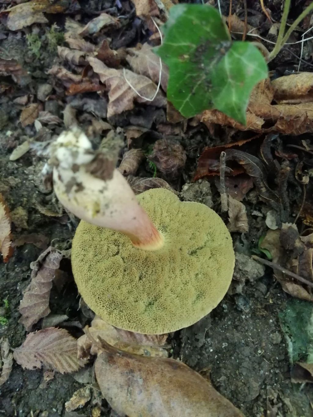 Funghi da ID (forse Xerocomus?)