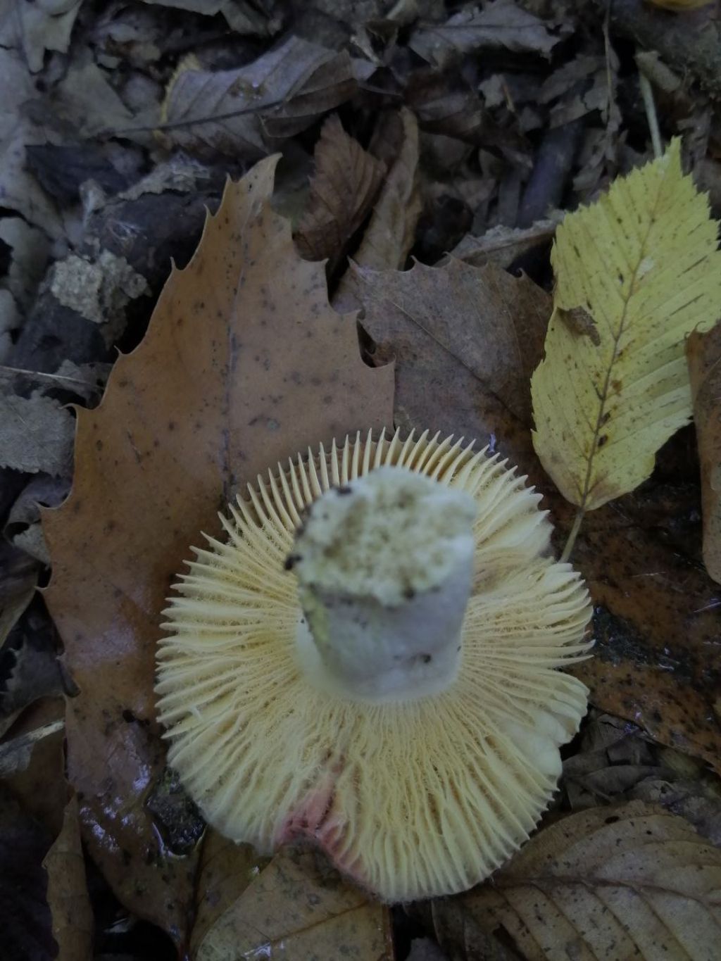 Funghi da ID (Russula?)