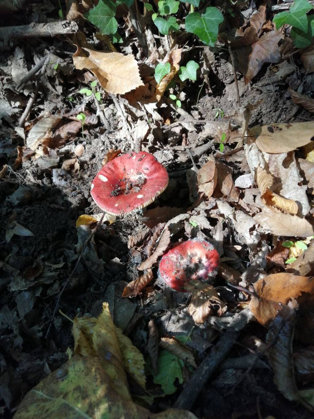 Funghi da ID (Russula?)