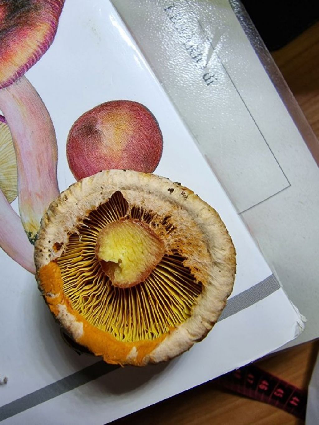 Identificazione lignicolo squamoso