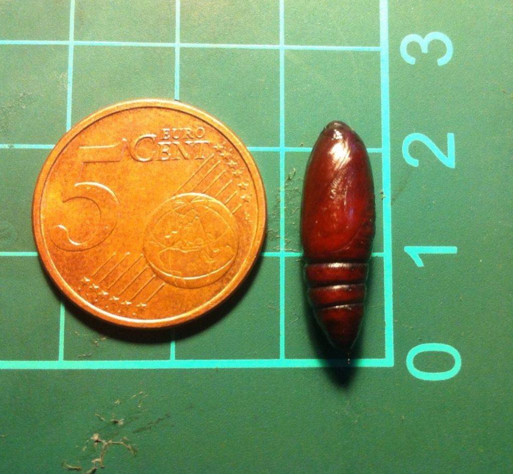 Identificazione crisalide di falena - Mniotype sp., Noctuidae