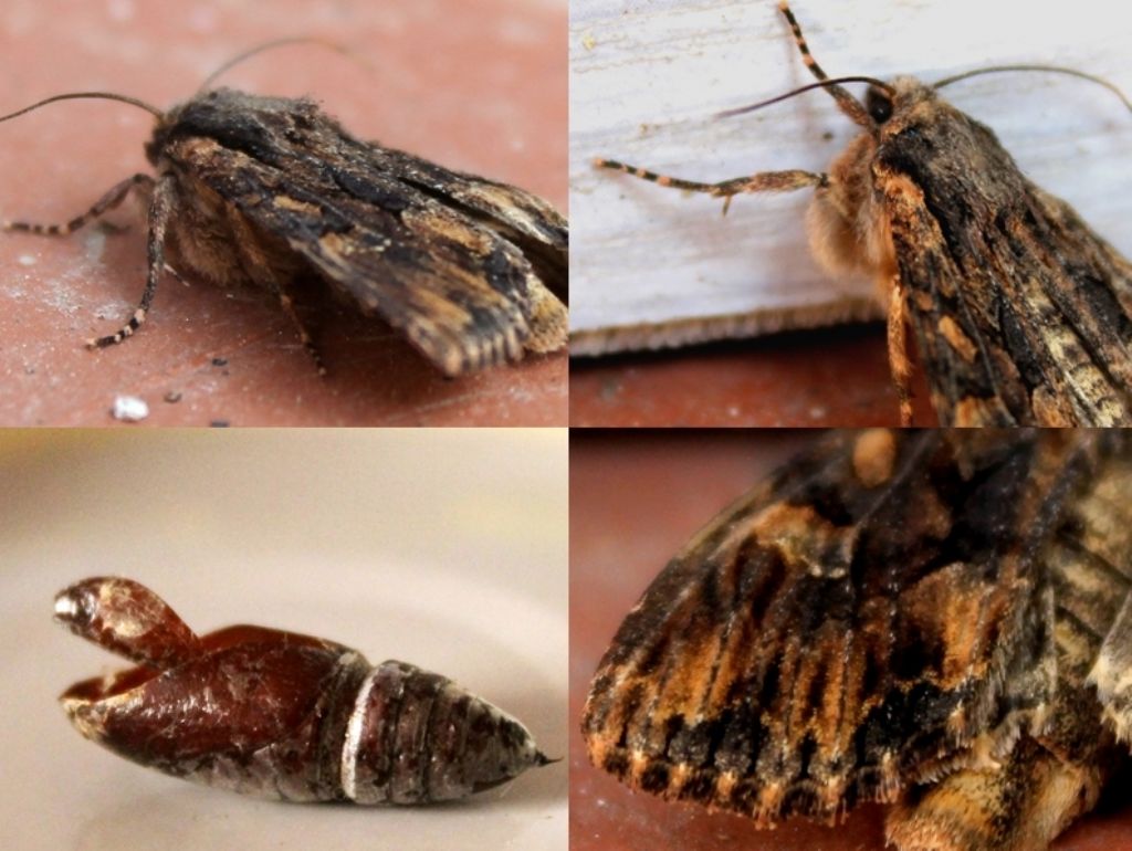 Identificazione crisalide di falena - Mniotype sp., Noctuidae