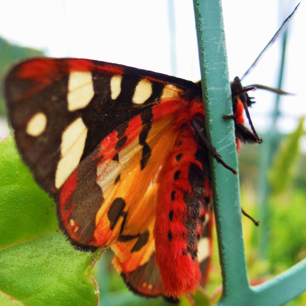 Identificazione farfalla dal corpo rosso - Arctia villica, Erebidae Arctiinae