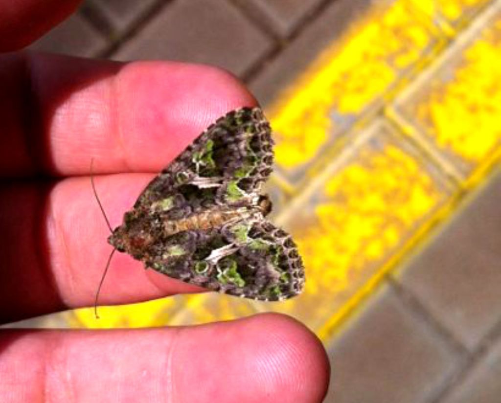 Falena con macchie verdi da identificare: Trachea atriplicis - Noctuidae