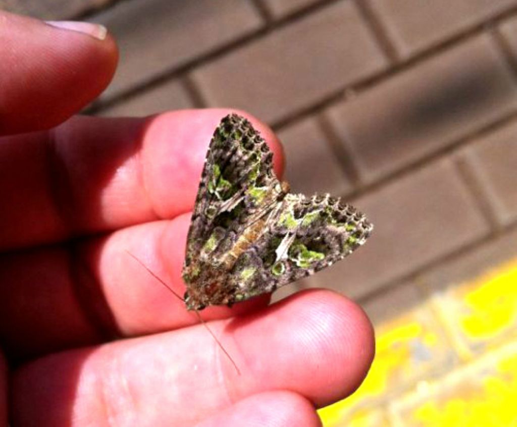 Falena con macchie verdi da identificare: Trachea atriplicis - Noctuidae