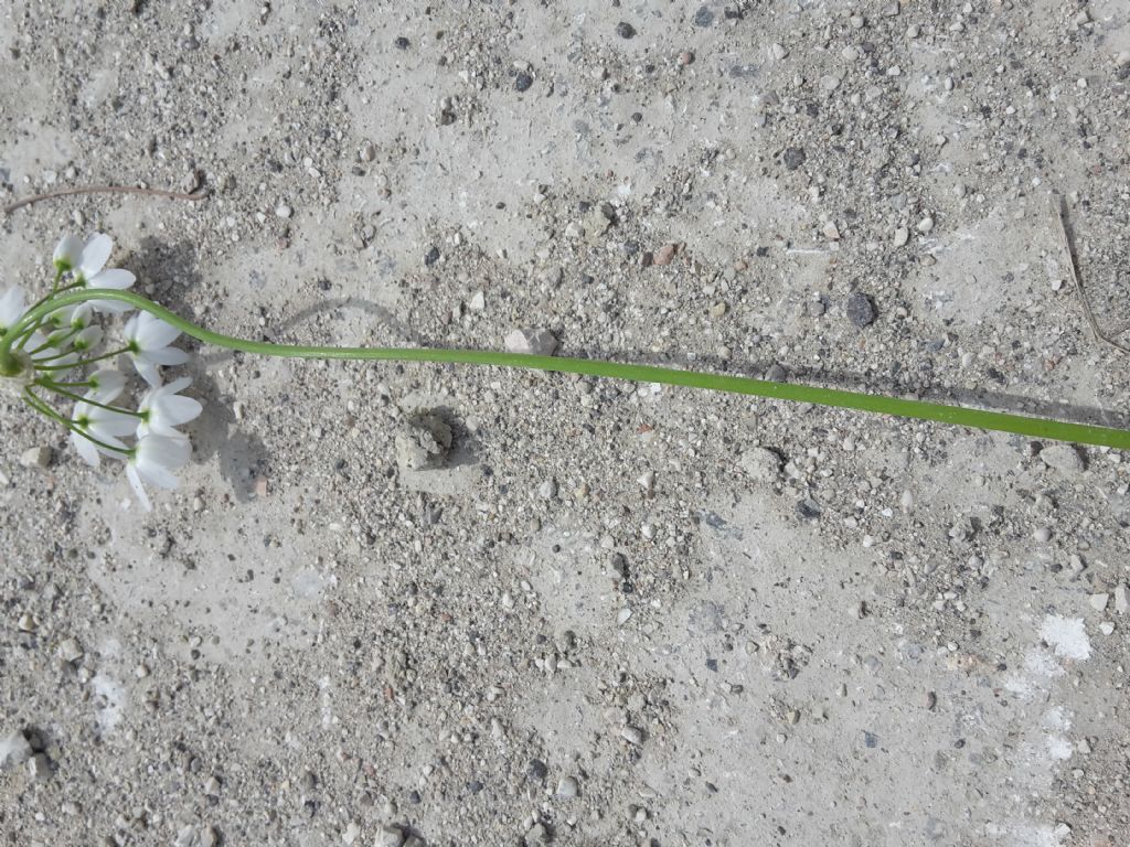 Allium neapolitanum