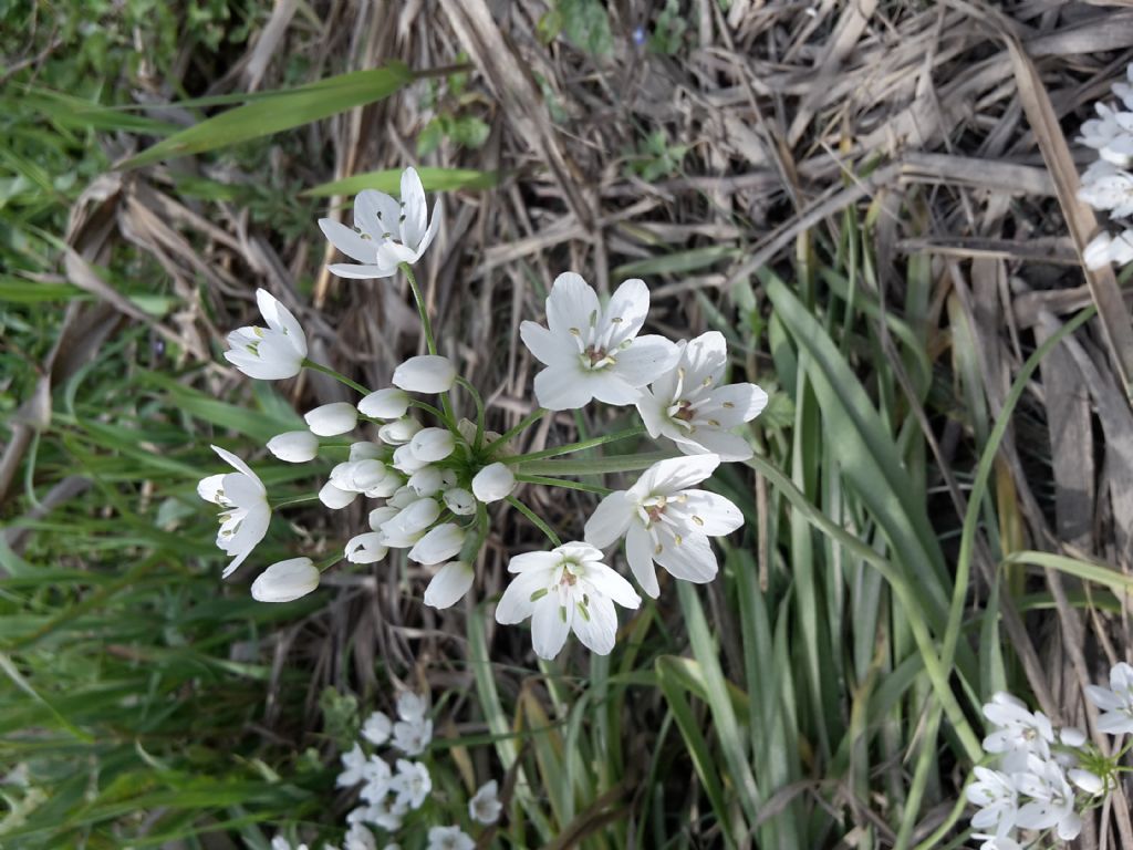 Allium neapolitanum