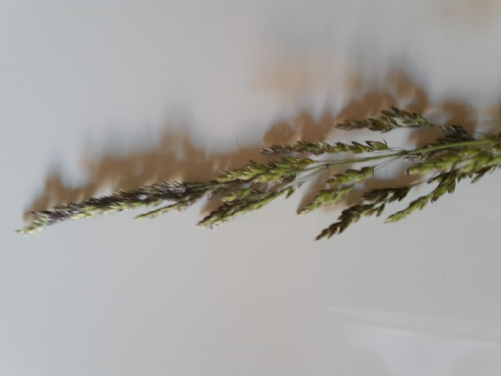 Che razza di graminacea �?