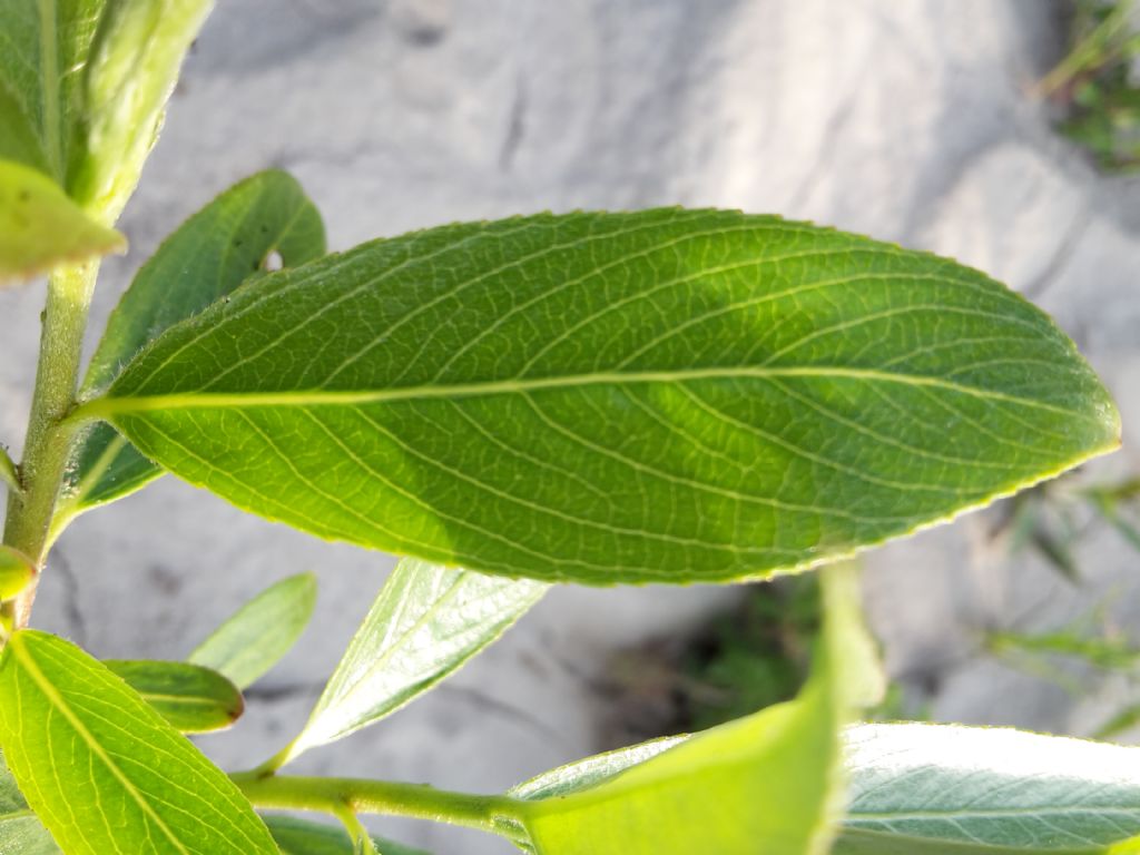 Alberello da riconoscere - Salix sp.