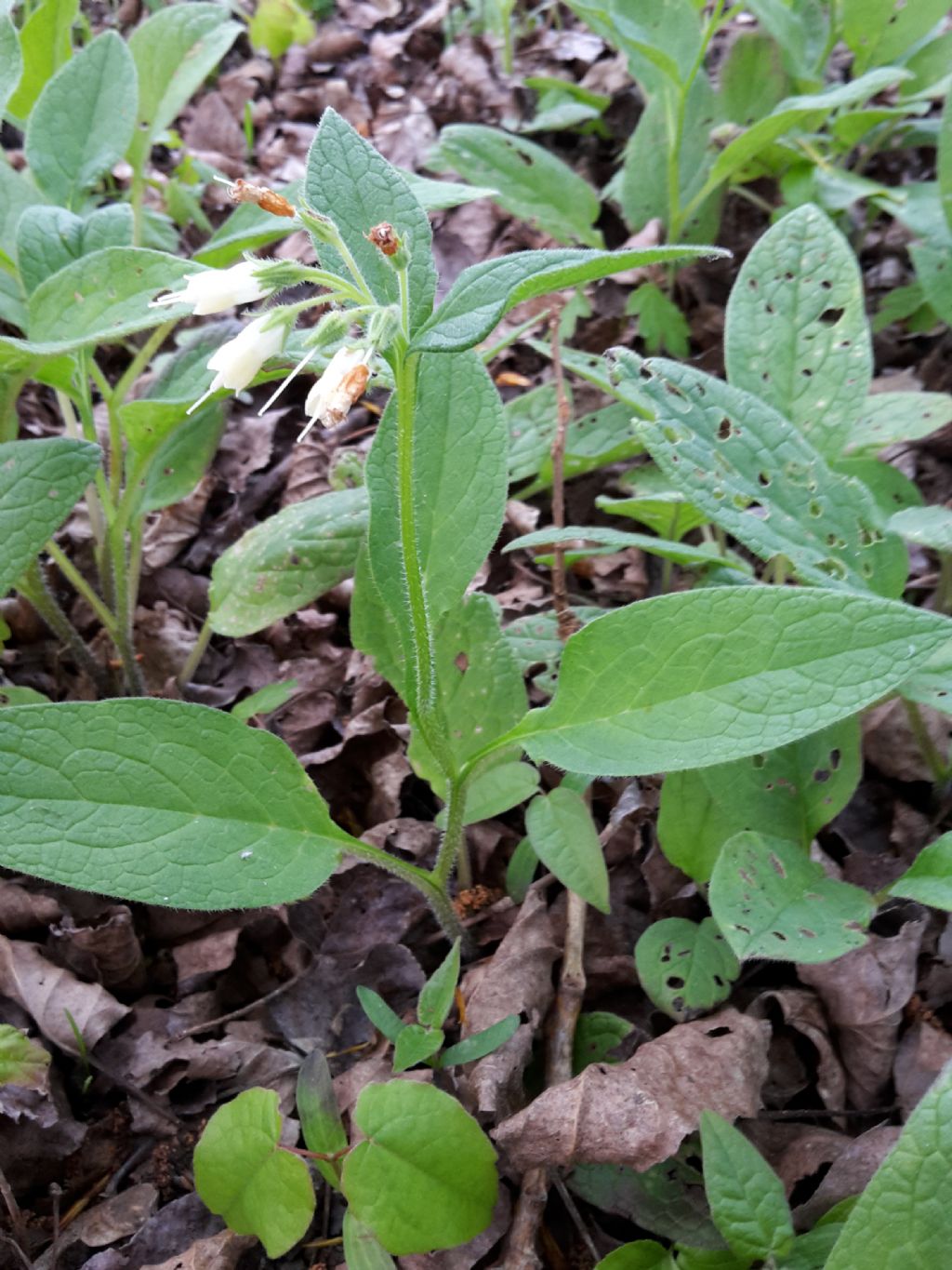 Symphithum bulbosum