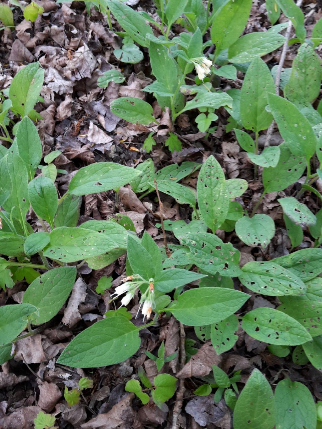 Symphithum bulbosum