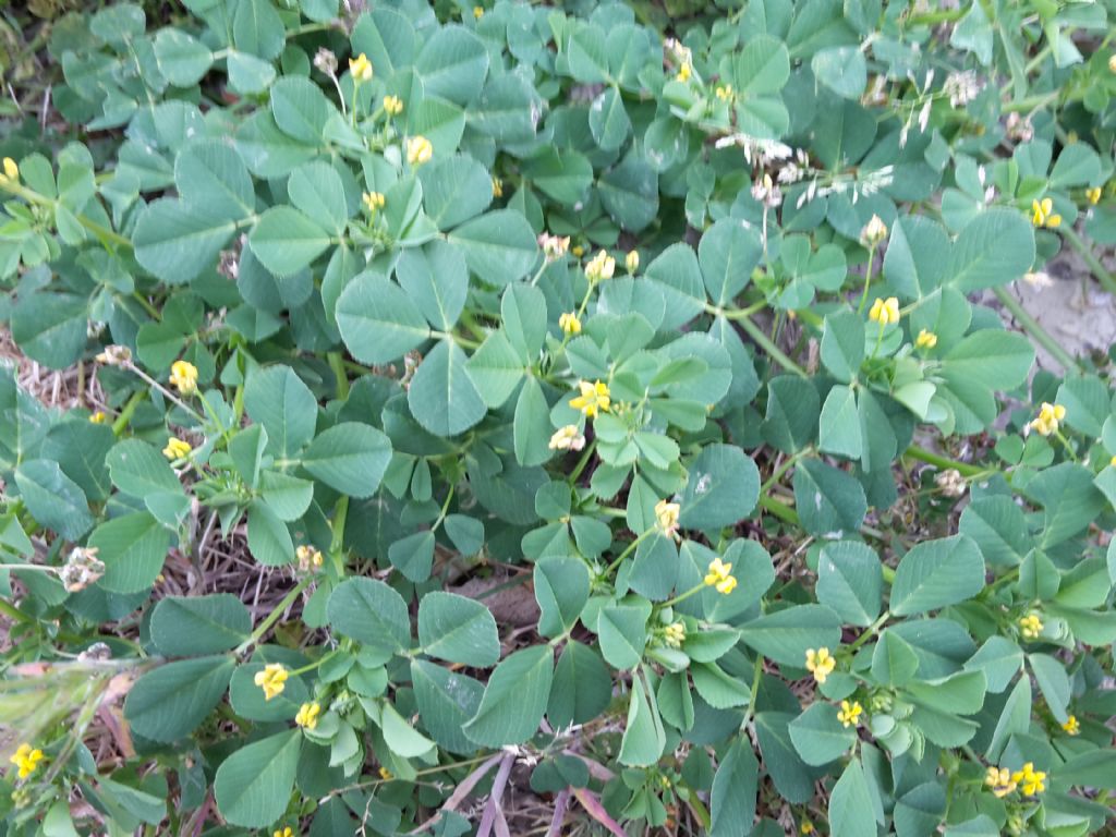 Medicago cfr. polymorpha