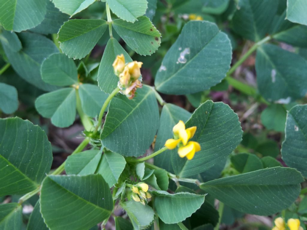 Medicago cfr. polymorpha