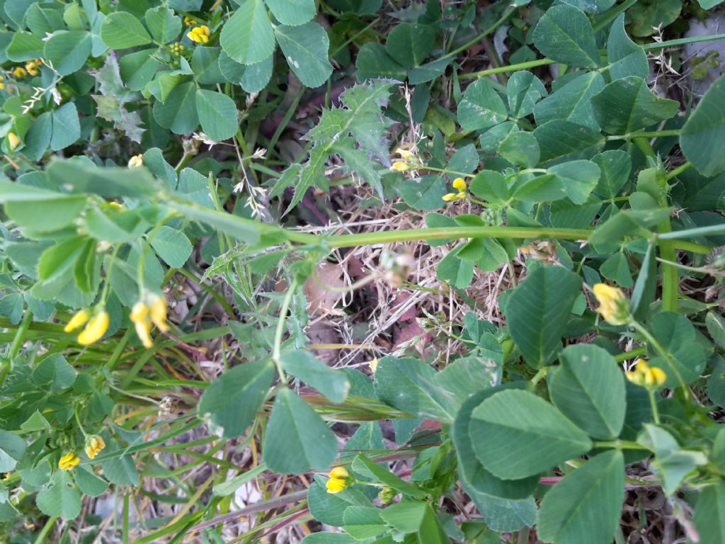 Medicago cfr. polymorpha