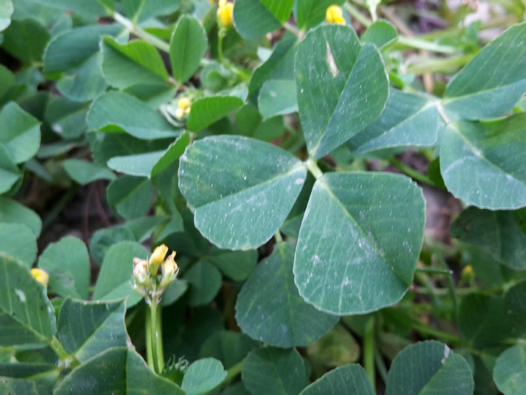 Medicago cfr. polymorpha