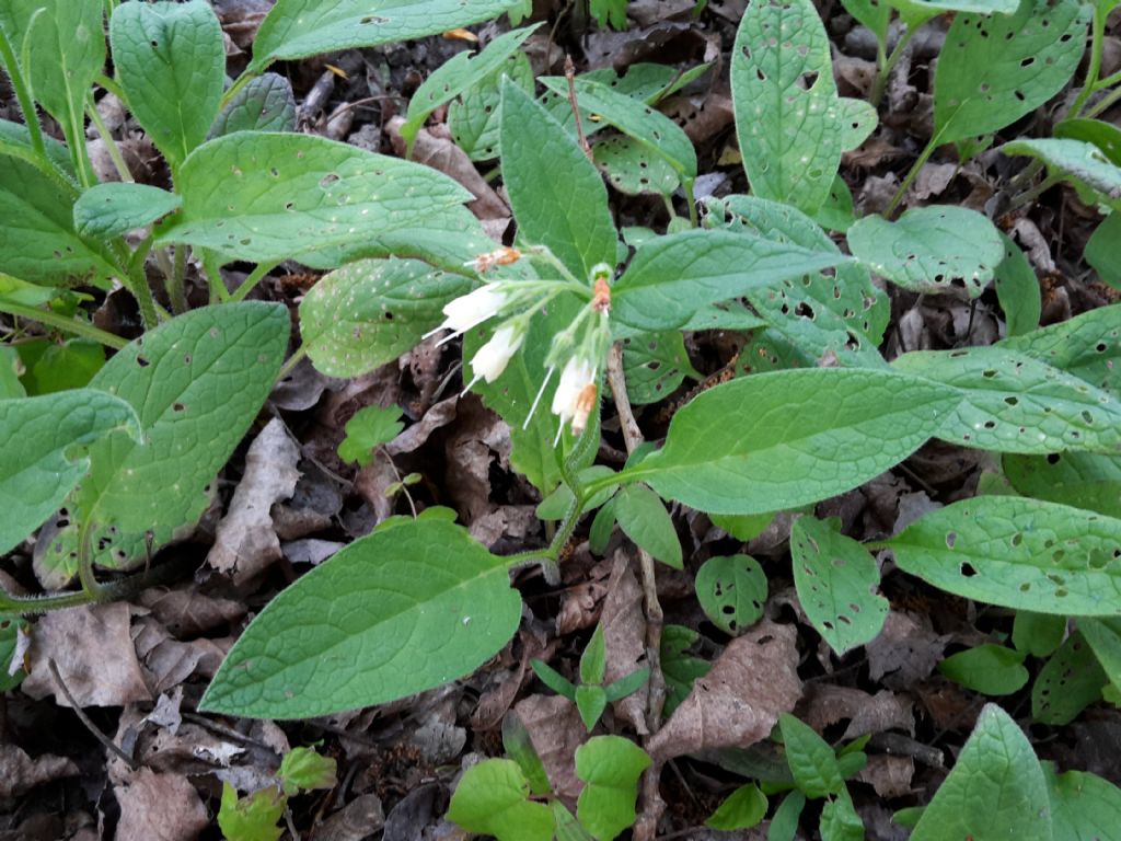 Symphithum bulbosum