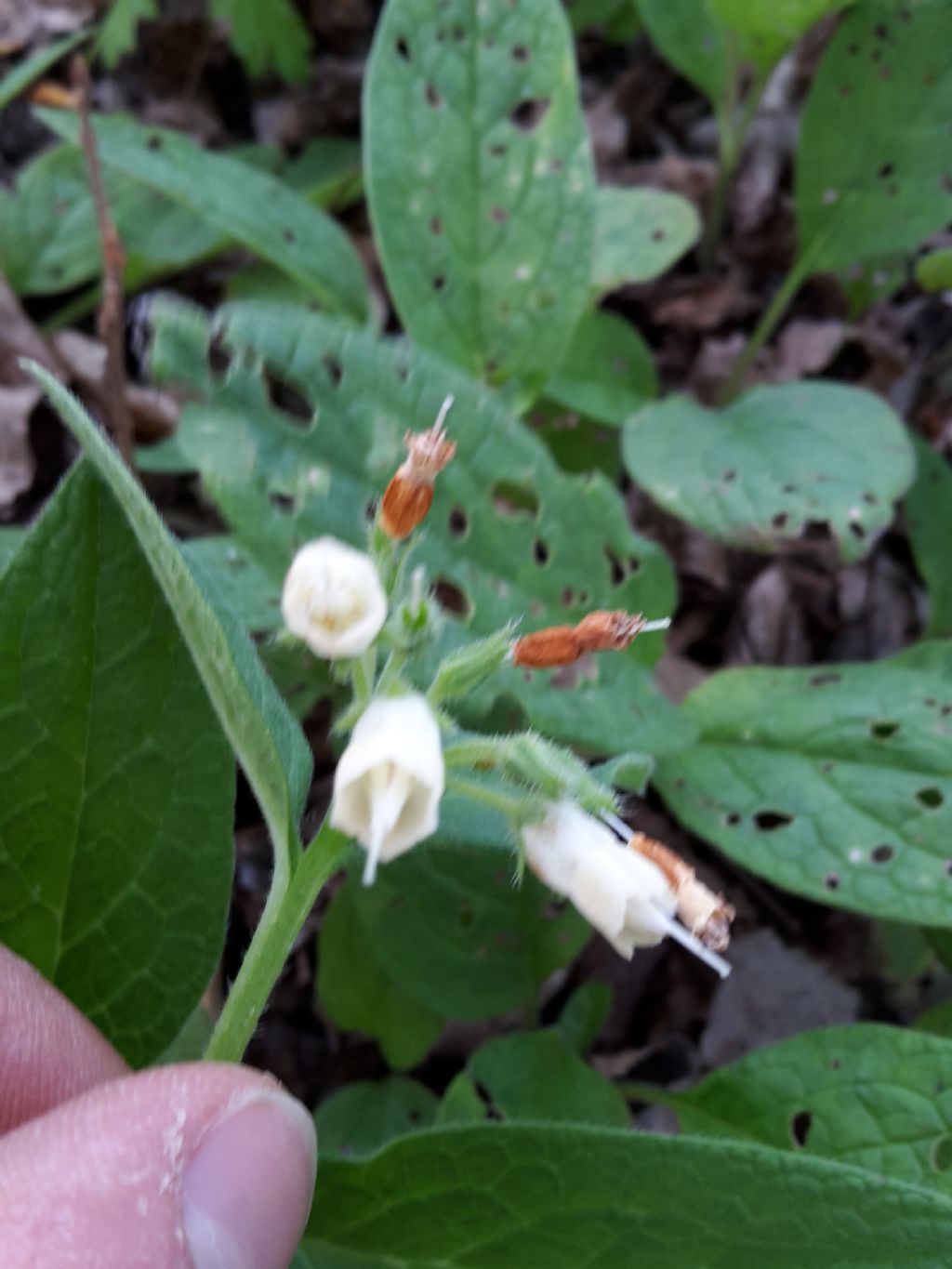 Symphithum bulbosum