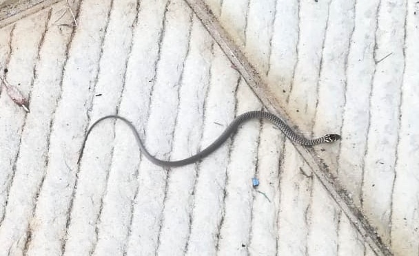 Biacco (Hierophis viridiflavus), molto giovane