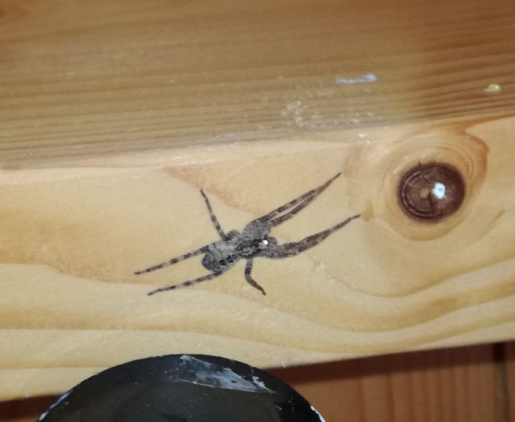 Hogna radiata e  Zoropsis cfr. spinimana - Polizzi Generosa (PA)