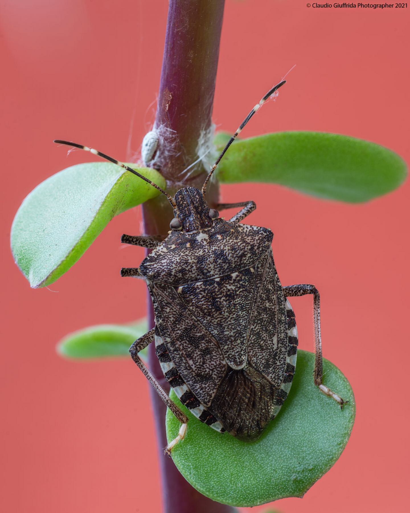 Cimice marmorata asiatica?  S, Halyomorpha halys