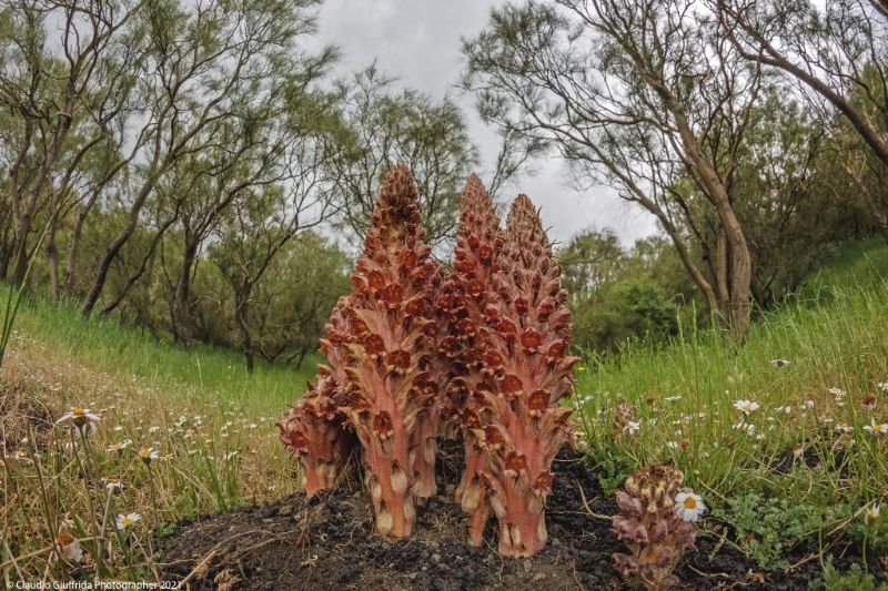 Orobanche rapum-genistae