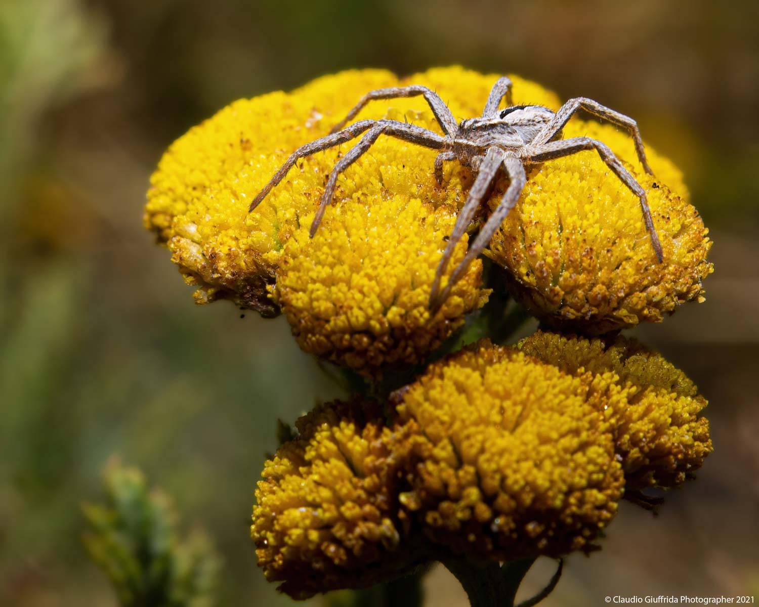 Thanatus vulgaris - Catania