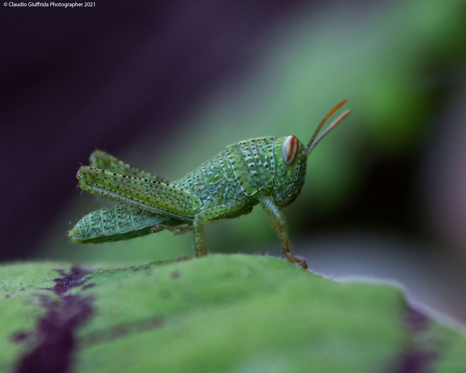 Neanide di Anacridium aegyptium - Catania