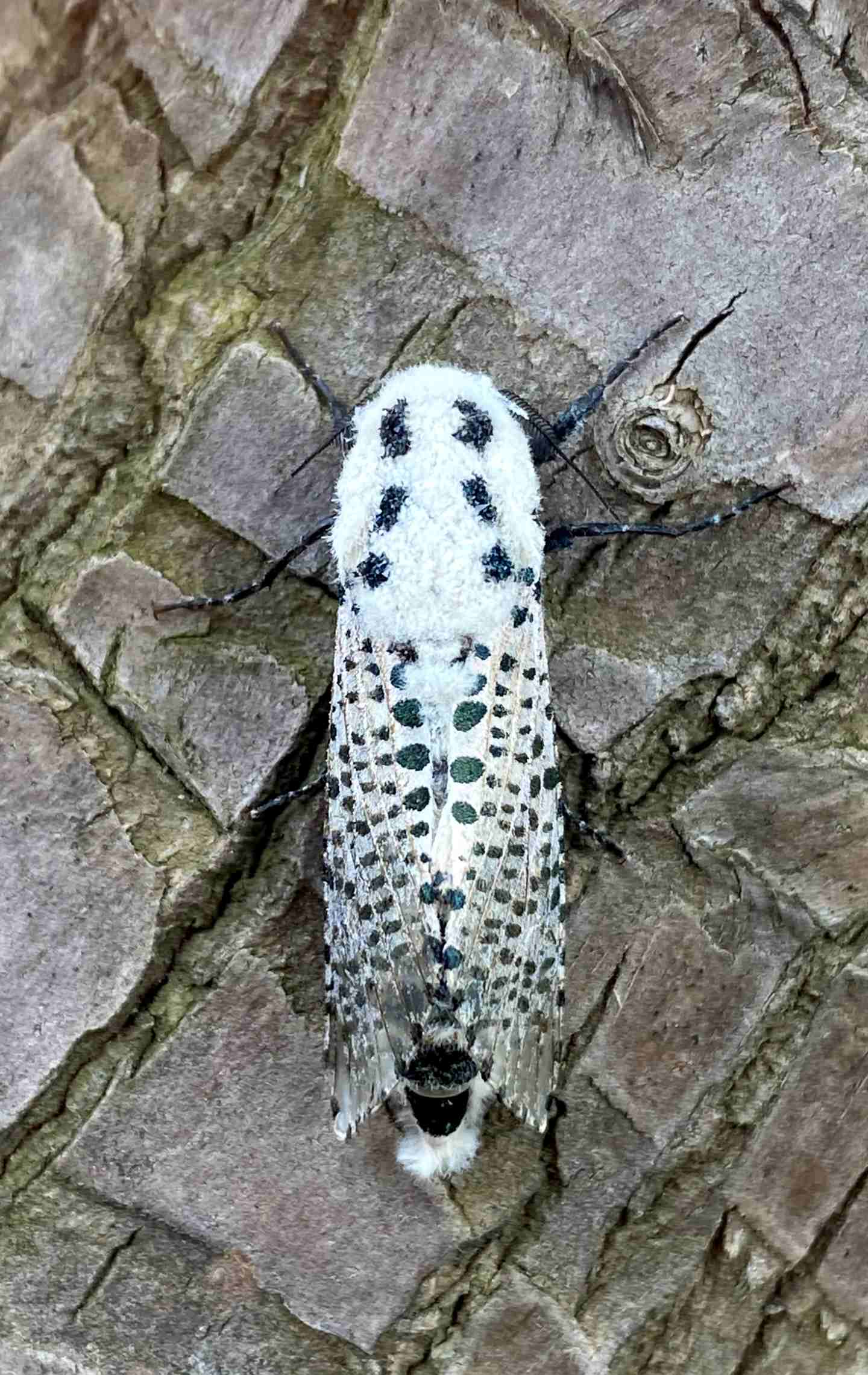 Zeuzera pyrina (Cossidae)