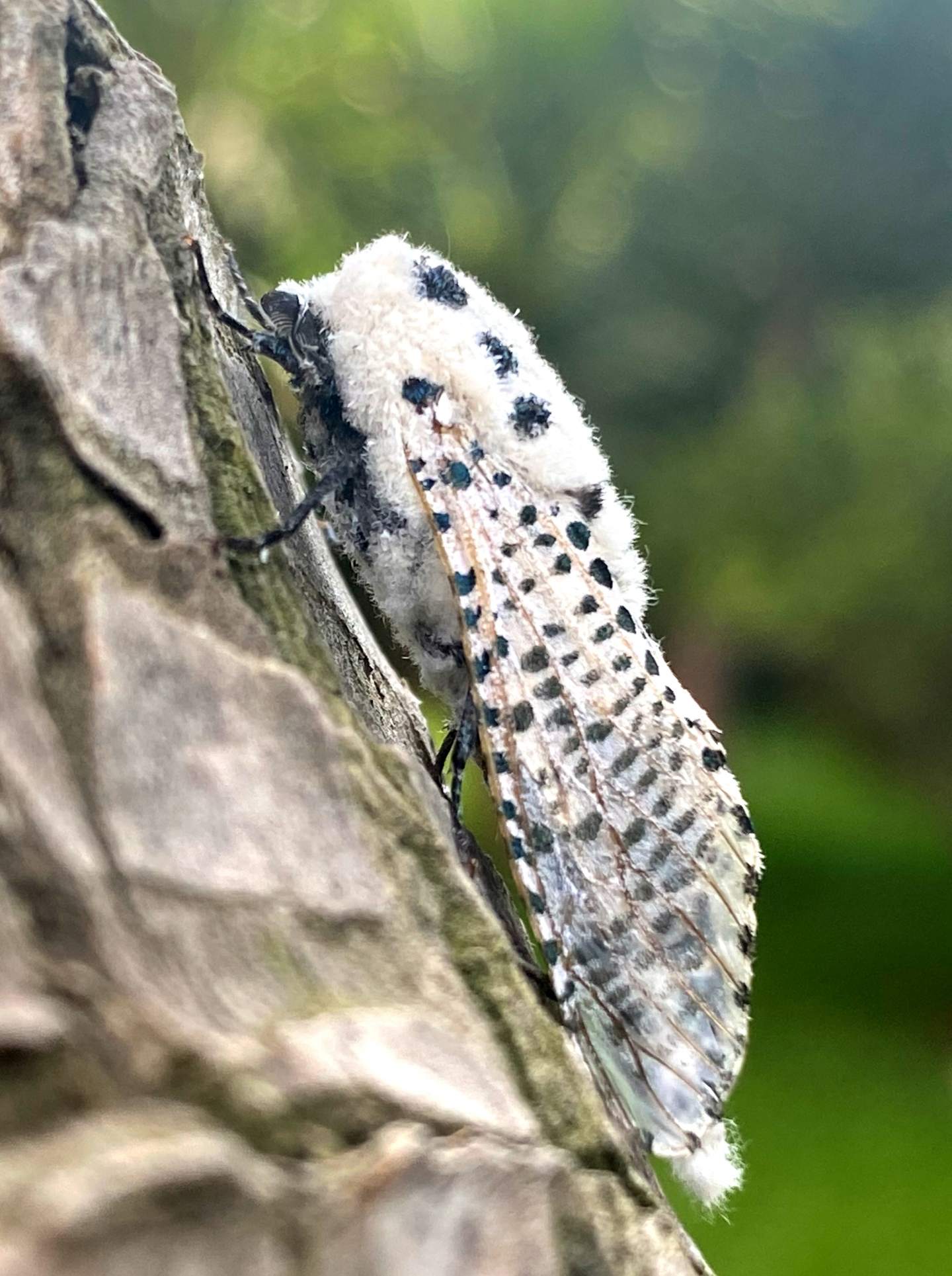 Zeuzera pyrina (Cossidae)