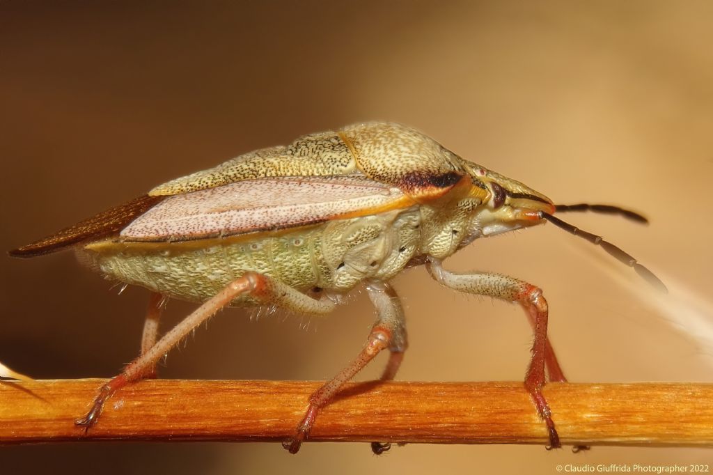 Cimice da identificare: Carpocoris cf.mediterraneus