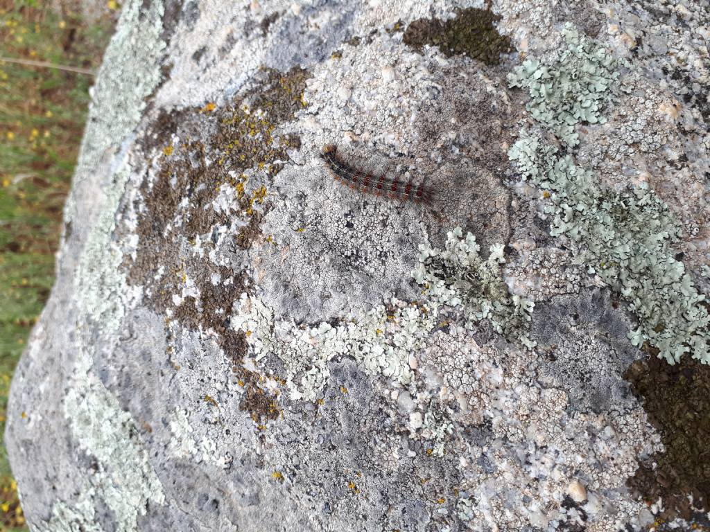 E'' una processionaria?