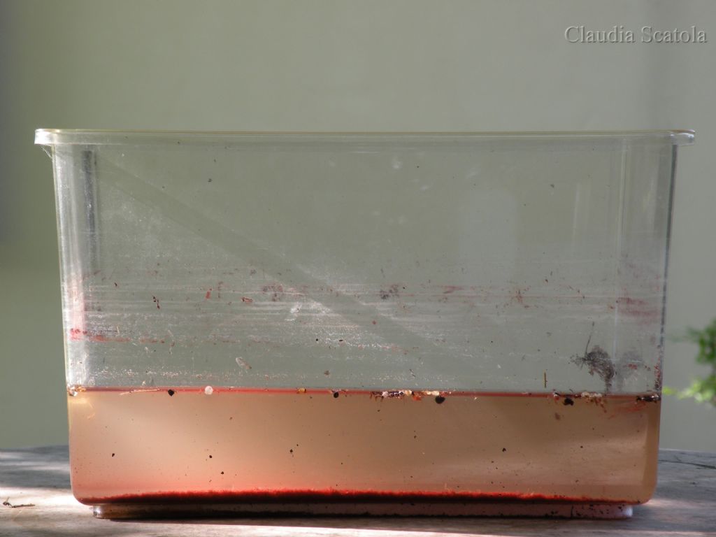 Haematococcus pluvialis