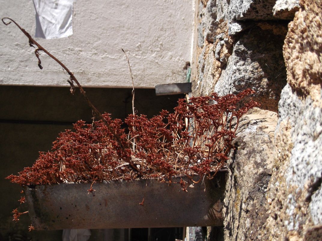 Pianta dal frutto a stella