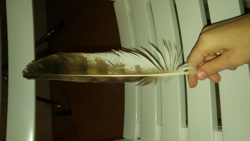 Gheppio in spiaggia? Poiana in centro citt�?