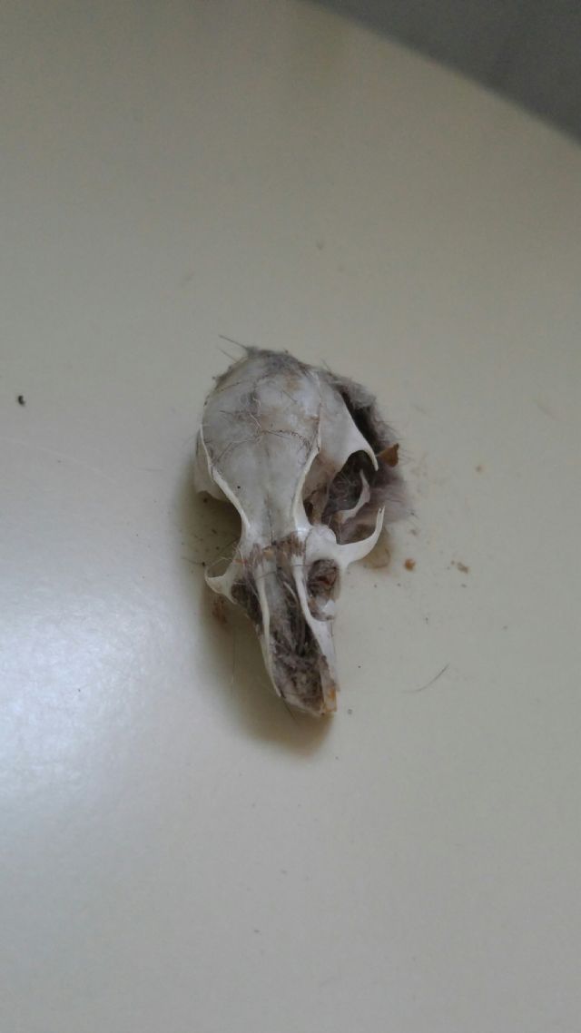 Ratto o topo?