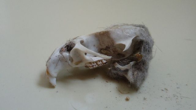 Ratto o topo?